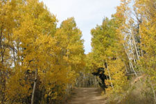 aspen trail in the santa fe national forest