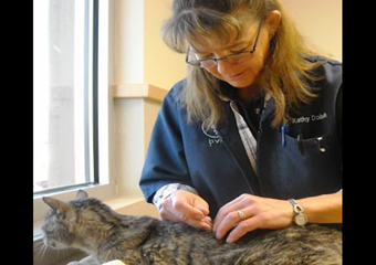 pet friendly veterinarian in santa fe veterinarian examining kitten